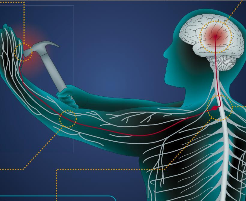 Sistema nervoso sensorial